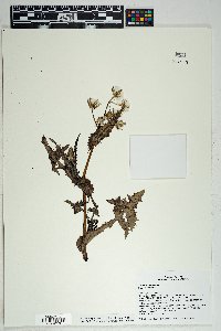 Sonchus oleraceus image