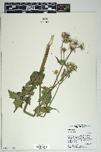 Sonchus oleraceus image