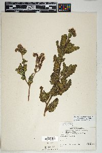 Phacelia crenulata image