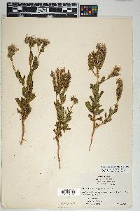 Phacelia crenulata image