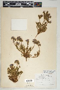 Phacelia crenulata image