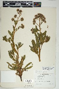 Phacelia crenulata image