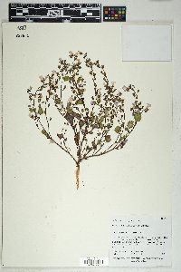 Phacelia filiformis image