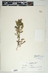 Phacelia crenulata image