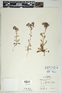 Phacelia crenulata image