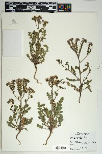 Phacelia crenulata image