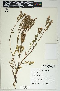 Phacelia crenulata var. ambigua image