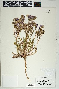 Phacelia crenulata image