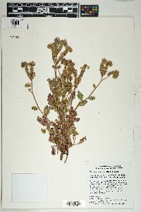 Phacelia crenulata image