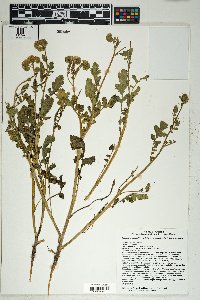 Phacelia crenulata var. ambigua image