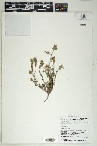 Phacelia crenulata image