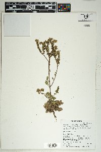 Phacelia crenulata image