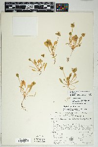 Claytonia perfoliata image