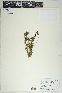 Claytonia perfoliata image