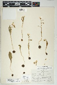 Claytonia rosea image