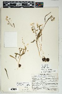 Claytonia rosea image