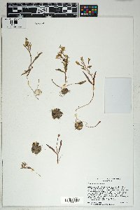 Claytonia lanceolata image