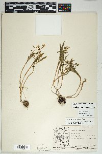 Claytonia rosea image