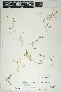 Claytonia perfoliata image