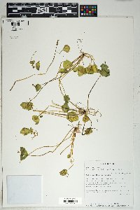 Claytonia perfoliata image