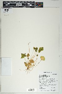 Claytonia perfoliata image