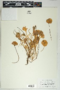 Claytonia perfoliata image