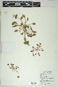 Claytonia perfoliata image