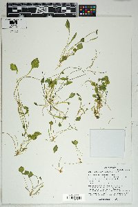 Claytonia perfoliata image