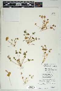 Myriopteris gracillima image