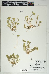 Claytonia perfoliata image