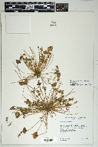 Claytonia perfoliata image