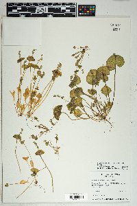 Claytonia perfoliata image