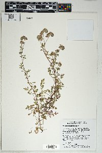 Phacelia cryptantha image