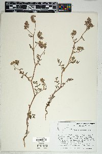 Phacelia cryptantha image