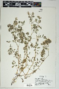 Phacelia cryptantha image