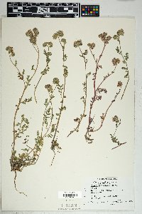 Phacelia distans image