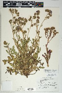 Phacelia crenulata var. ambigua image