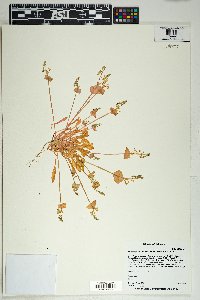 Claytonia perfoliata image