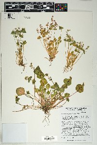 Claytonia perfoliata image