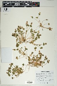 Claytonia perfoliata image