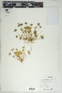 Claytonia perfoliata image