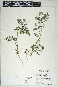 Phacelia cryptantha image