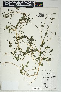 Phacelia cryptantha image