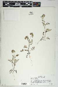 Phacelia cryptantha image