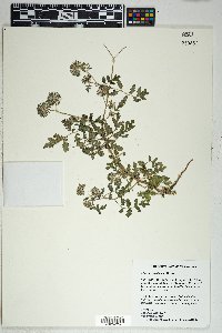 Phacelia cryptantha image