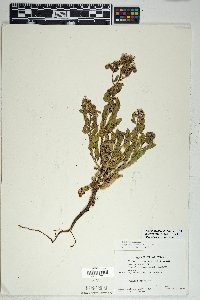 Phacelia crenulata image