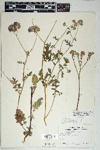 Phacelia crenulata image