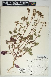 Phacelia crenulata image