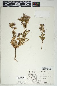 Phacelia crenulata var. corrugata image