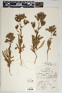 Phacelia crenulata var. corrugata image